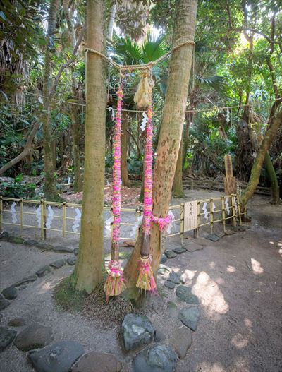 青島神社　夫婦のビロウ樹
