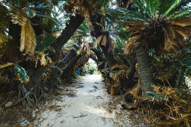 大きすぎる南国の自然美は写真映え抜群！徳之島の観光スポット10選