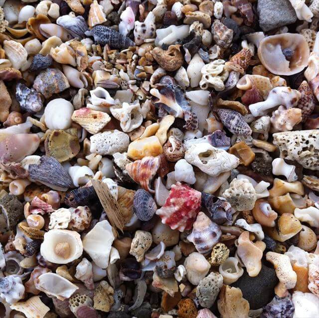 青島神社 かわいい貝