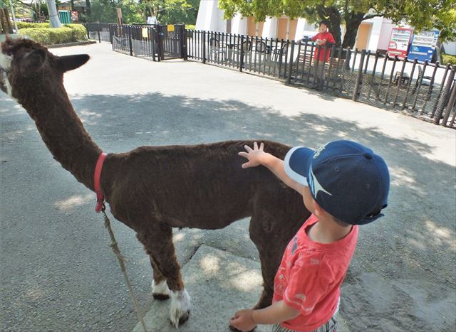 阿蘇　カドリー・ドミニオン　アルパカ