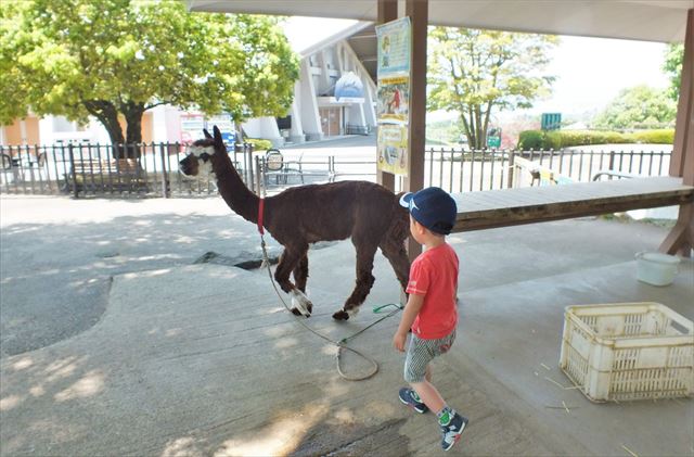 阿蘇　カドリー・ドミニオン　アルパカと息子