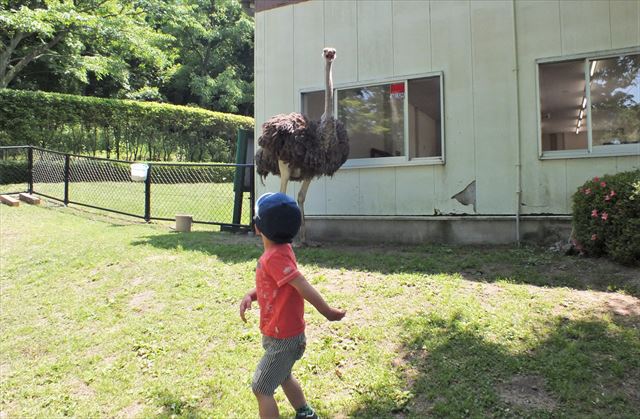 阿蘇　カドリー・ドミニオン　ダチョウ　威嚇　息子　ビビる