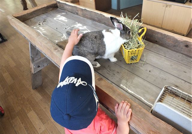 阿蘇　カドリー・ドミニオン　うさぎ　積極的になる息子