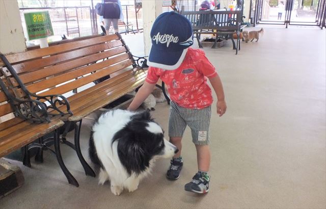 阿蘇　カドリー・ドミニオン　犬　なでなで