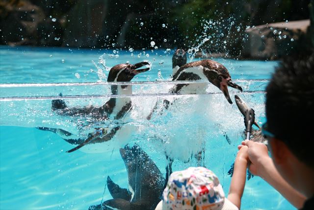 阿蘇　カドリードミニオン　ぺんぎん　餌やり