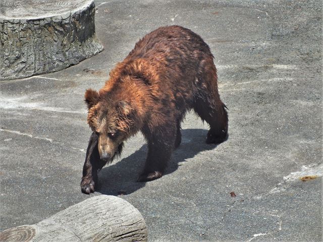 阿蘇　カドリードミニオン　熊