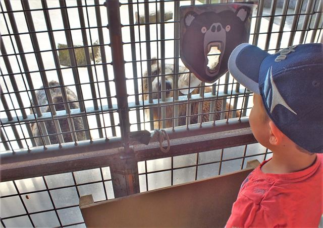 阿蘇　カドリードミニオン　熊　餌やり