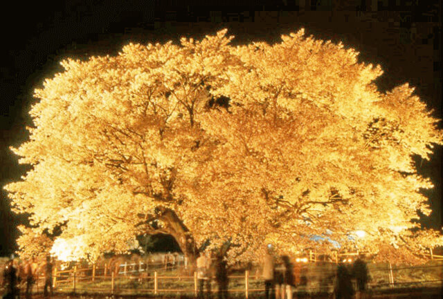 樹齢400年以上の大きな桜