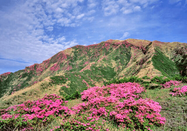 ミヤマキリシマ