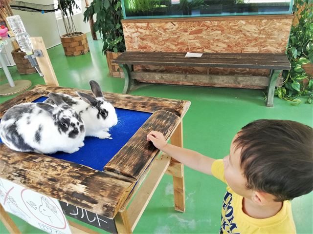 阿蘇ファームランド　うさぎ