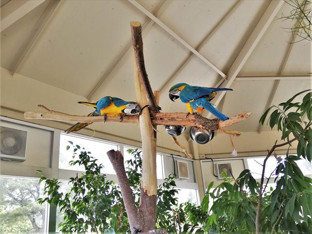 阿蘇ファームランド　インコ