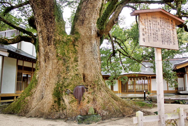 御神木の大楠