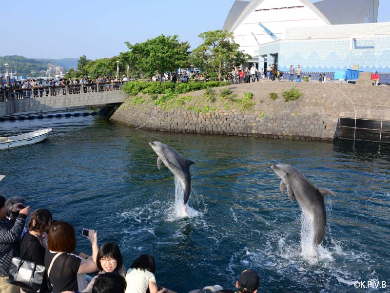 鹿児島　観光スポット　いおワールド鹿児島水族館