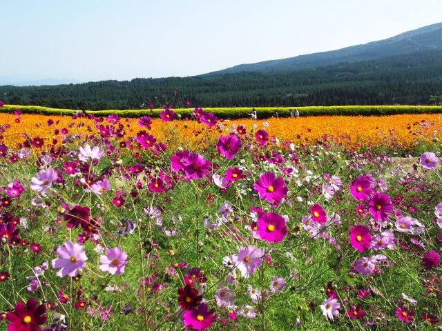 宮崎　コスモス　生駒高原