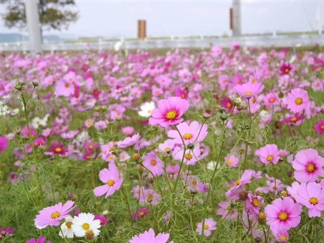 鹿児島　コスモス　志布志コスモスロード