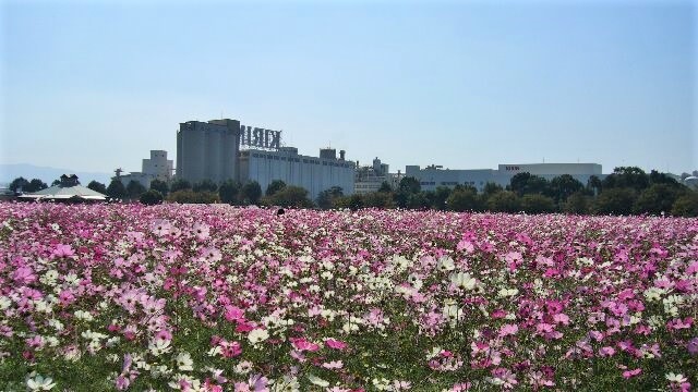 福岡　コスモス　キリン花園