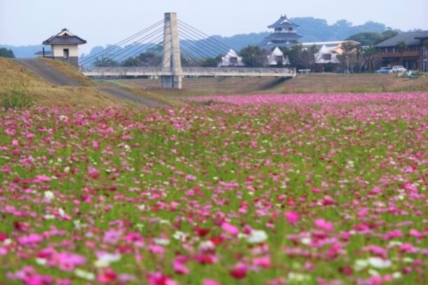 熊本　コスモス　七城リバーサイドパーク