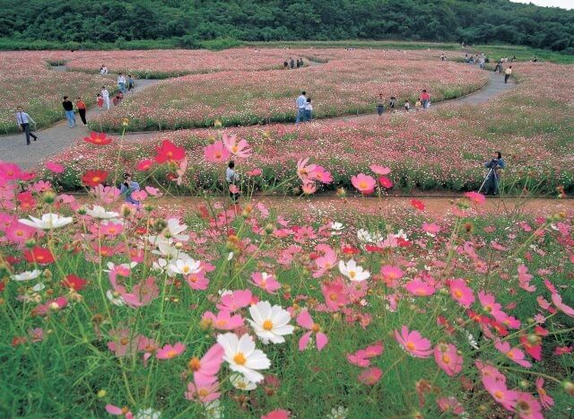 長崎　コスモス　展海峰