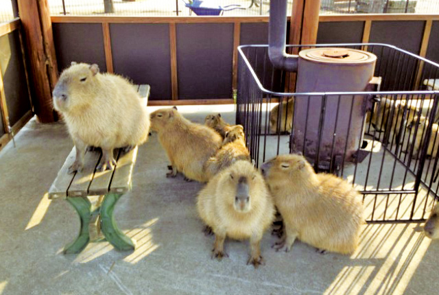 阿蘇ファームランド