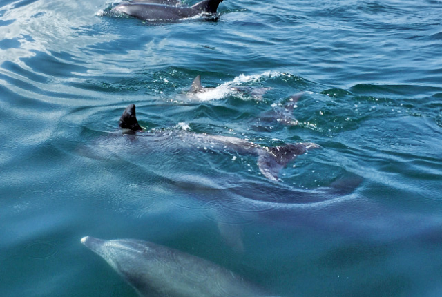 天草でイルカウォッチング