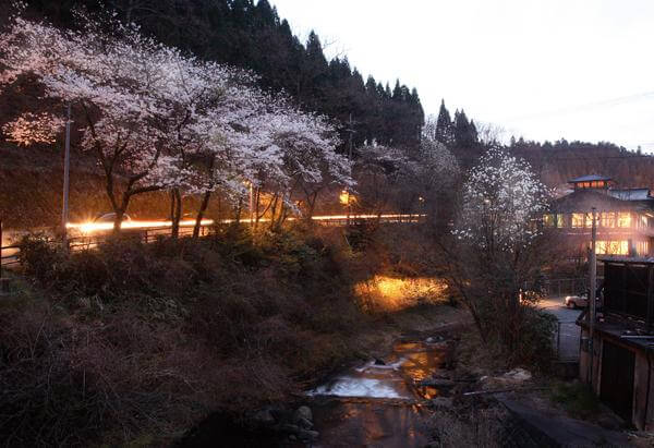 黒川温泉　春　夜桜