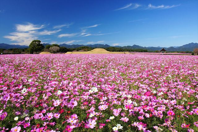 西都原古墳　秋　コスモス