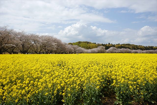 四季の花が咲く巨大遺跡「西都原古墳群」―桜・菜の花・ひまわり・コスモス