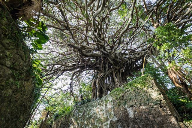 大きすぎる南国の自然美は写真映え抜群!徳之島の観光スポット10選