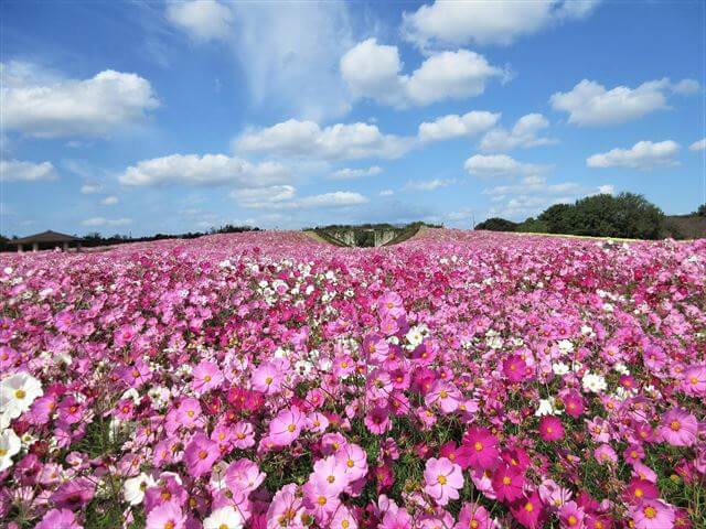海の中道海浜公園　花