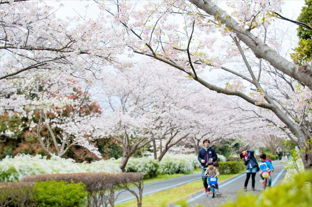 海の中道海浜公園　桜