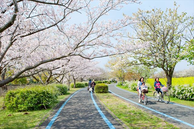 海の中道海浜公園　桜　レンタサイクル