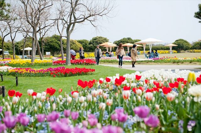 海の中道海浜公園　お花