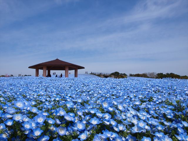 海の中道海浜公園　ネモフィラ