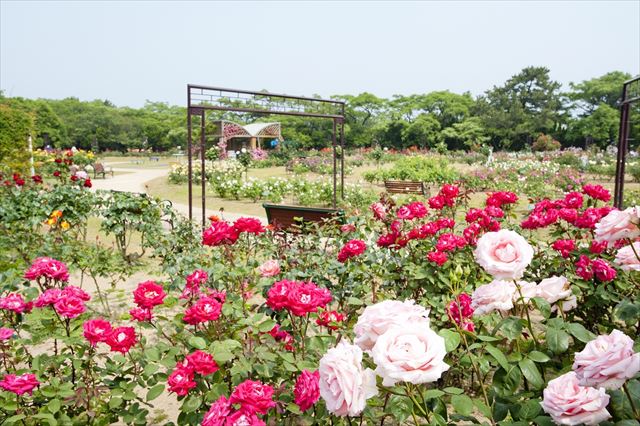 海の中道海浜公園　花