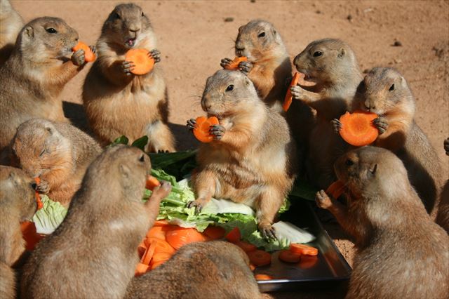 海の中道海浜公園　動物の森