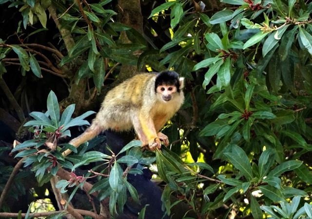 海の中道海浜公園　さる
