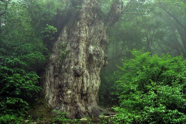 屋久島　縄文杉