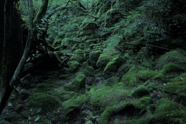 屋久島　もののけの森　苔むす森