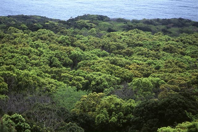屋久島　観光スポット　西部林道