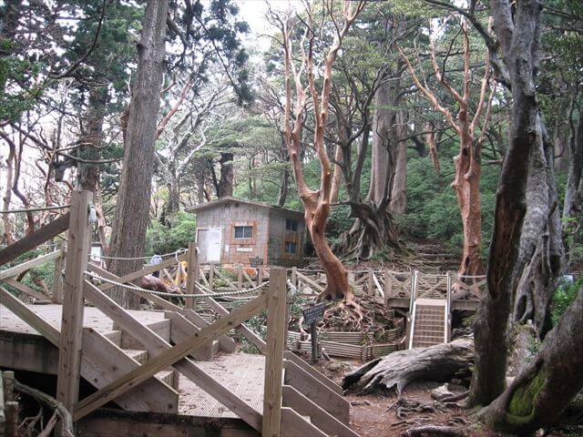 縄文杉の近くにある高塚小屋。ヤクスギとヒメシャラの森に囲まれている。