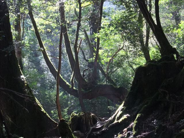 屋久島縦走　森