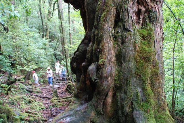 屋久島　縦走　トレッキング　縄文杉