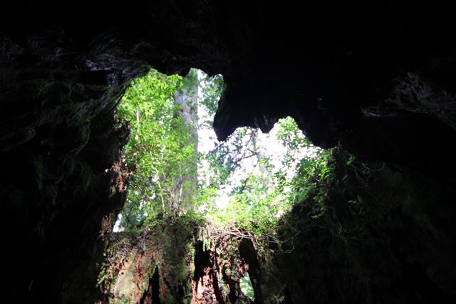 屋久島　縦走トレッキング　ウィルソン株