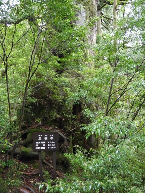 ヤクスギランド　三根杉