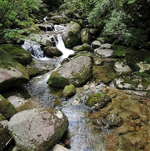 ヤクスギランド　川