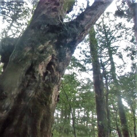 仏陀杉　イメージ