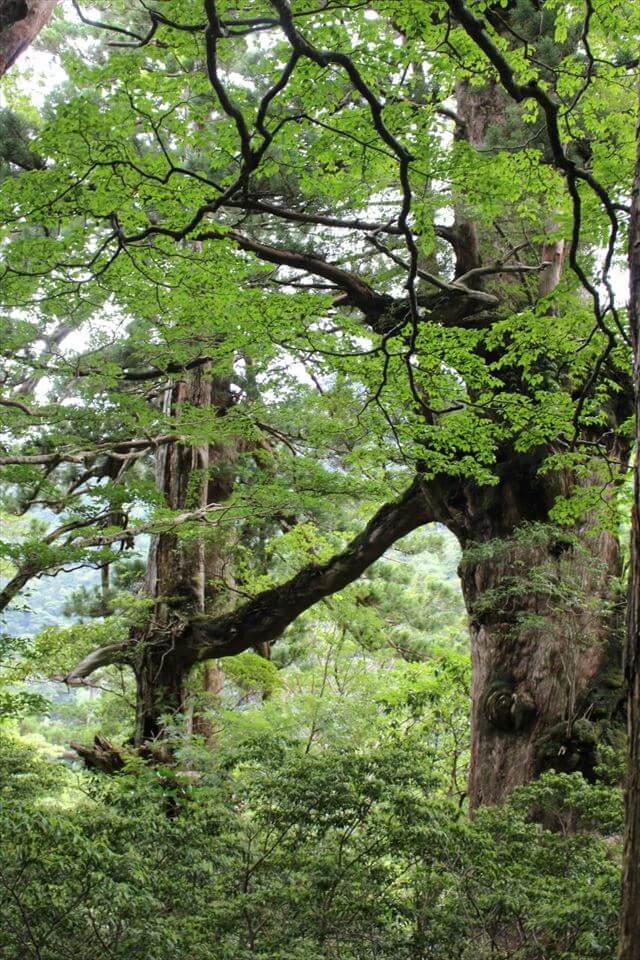 ヤクスギランド　母子杉