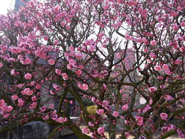 祐徳稲荷神社　季節の花　寒牡丹